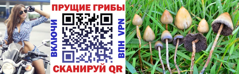 дарнет шоп Буинск Галлюциногенные грибы мухоморы